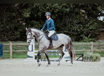 Hannoveraner, Wallach, 5 Jahre, 171 cm, Schimmel