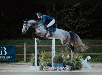 Hannoveraner, Wallach, 5 Jahre, 171 cm, Schimmel