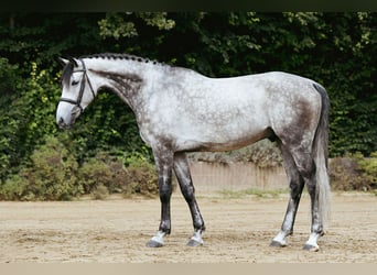Hannoveraner, Wallach, 5 Jahre, 171 cm, Schimmel