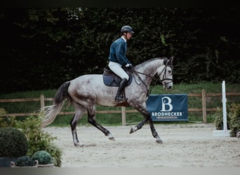 Hannoveraner, Wallach, 5 Jahre, 171 cm, Schimmel