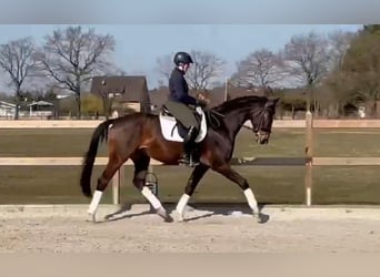 Hannoveraner, Wallach, 5 Jahre, 172 cm, Brauner