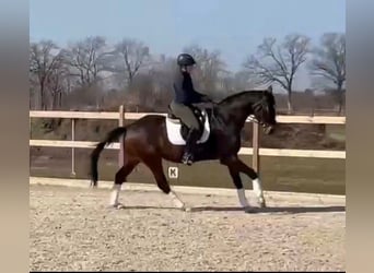 Hannoveraner, Wallach, 5 Jahre, 172 cm, Brauner