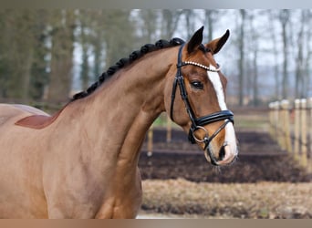 Hannoveraner, Wallach, 5 Jahre, 172 cm, Brauner