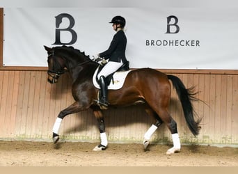 Hannoveraner, Wallach, 5 Jahre, 172 cm, Brauner