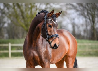 Hannoveraner, Wallach, 5 Jahre, 172 cm, Brauner