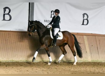 Hannoveraner, Wallach, 5 Jahre, 172 cm, Brauner