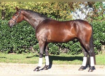 Hannoveraner, Wallach, 5 Jahre, 172 cm, Brauner