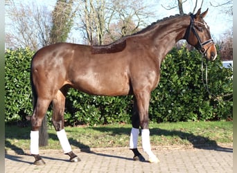 Hannoveraner, Wallach, 5 Jahre, 172 cm, Brauner