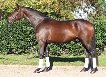 Hannoveraner, Wallach, 5 Jahre, 172 cm, Brauner