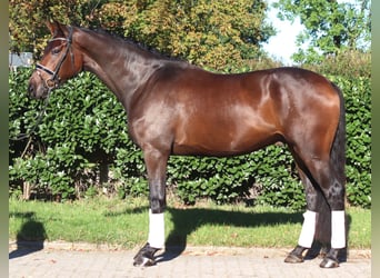 Hannoveraner, Wallach, 5 Jahre, 172 cm, Brauner