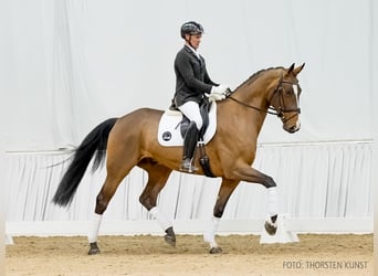 Hannoveraner, Wallach, 5 Jahre, 172 cm, Brauner