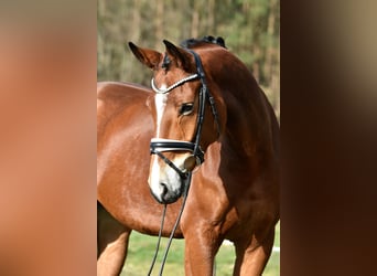 Hannoveraner, Wallach, 5 Jahre, 172 cm, Brauner