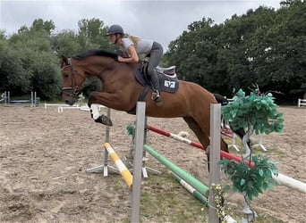 Hannoveraner, Wallach, 5 Jahre, 172 cm, Brauner