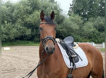 Hannoveraner, Wallach, 5 Jahre, 172 cm, Brauner