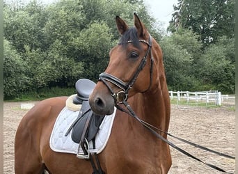 Hannoveraner, Wallach, 5 Jahre, 172 cm, Brauner