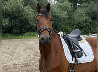 Hannoveraner, Wallach, 5 Jahre, 172 cm, Brauner