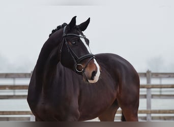 Hannoveraner, Wallach, 5 Jahre, 172 cm, Dunkelbrauner