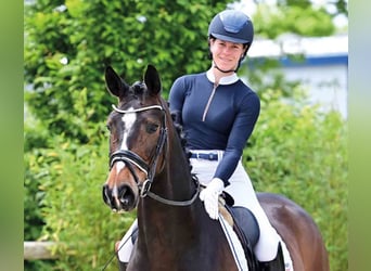 Hannoveraner, Wallach, 5 Jahre, 172 cm, Dunkelbrauner