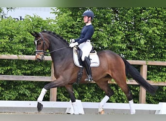 Hannoveraner, Wallach, 5 Jahre, 172 cm, Dunkelbrauner