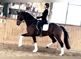 Hannoveraner, Wallach, 5 Jahre, 172 cm, Dunkelbrauner