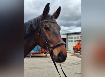 Hannoveraner, Wallach, 5 Jahre, 172 cm, Dunkelbrauner