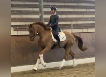 Hannoveraner, Wallach, 5 Jahre, 172 cm, Dunkelfuchs