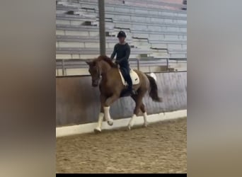 Hannoveraner, Wallach, 5 Jahre, 172 cm, Dunkelfuchs