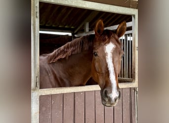 Hannoveraner, Wallach, 5 Jahre, 172 cm, Dunkelfuchs