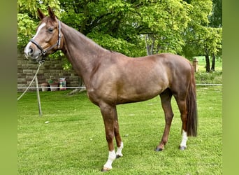 Hannoveraner, Wallach, 5 Jahre, 172 cm, Dunkelfuchs