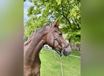 Hannoveraner, Wallach, 5 Jahre, 172 cm, Dunkelfuchs