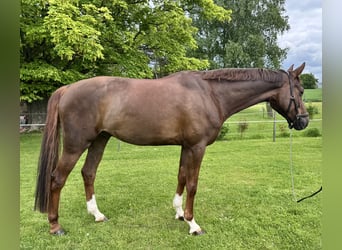 Hannoveraner, Wallach, 5 Jahre, 172 cm, Dunkelfuchs