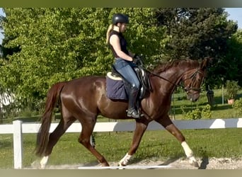 Hannoveraner, Wallach, 5 Jahre, 172 cm, Dunkelfuchs