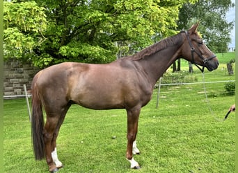 Hannoveraner, Wallach, 5 Jahre, 172 cm, Dunkelfuchs