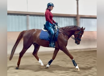 Hannoveraner, Wallach, 5 Jahre, 172 cm, Dunkelfuchs