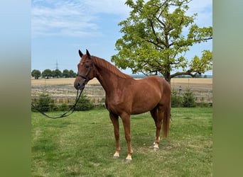 Hannoveraner, Wallach, 5 Jahre, 172 cm, Fuchs
