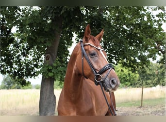 Hannoveraner, Wallach, 5 Jahre, 172 cm, Fuchs