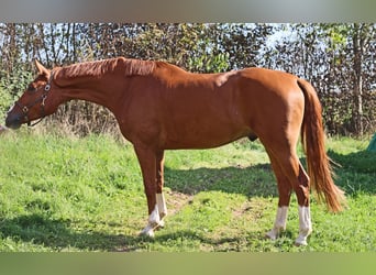 Hannoveraner, Wallach, 5 Jahre, 172 cm, Fuchs