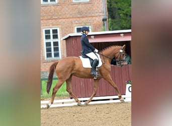 Hannoveraner, Wallach, 5 Jahre, 172 cm, Fuchs