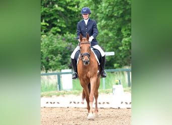 Hannoveraner, Wallach, 5 Jahre, 172 cm, Fuchs