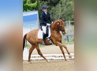 Hannoveraner, Wallach, 5 Jahre, 172 cm, Fuchs