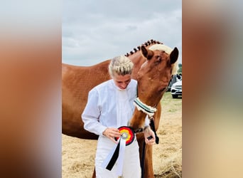 Hannoveraner, Wallach, 5 Jahre, 172 cm, Fuchs