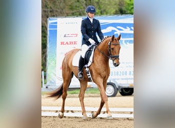 Hannoveraner, Wallach, 5 Jahre, 172 cm, Fuchs