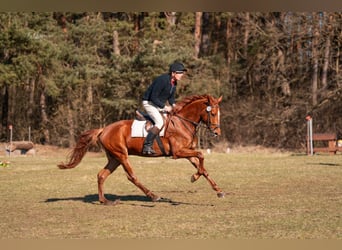Hannoveraner, Wallach, 5 Jahre, 172 cm, Fuchs