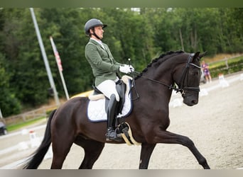 Hannoveraner, Wallach, 5 Jahre, 172 cm, Rappe