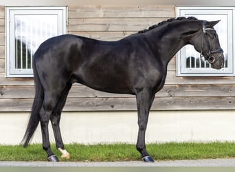 Hannoveraner, Wallach, 5 Jahre, 172 cm, Rappe