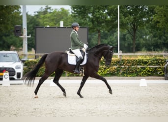 Hannoveraner, Wallach, 5 Jahre, 172 cm, Rappe
