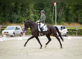 Hannoveraner, Wallach, 5 Jahre, 172 cm, Rappe