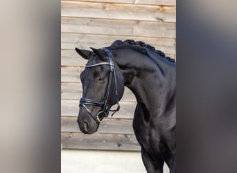 Hannoveraner, Wallach, 5 Jahre, 172 cm, Rappe Hannoveraner, Wallach, 5 Jahre, 172 cm, Rappe