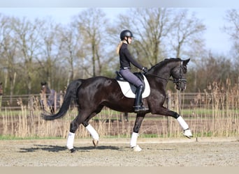 Hannoveraner, Wallach, 5 Jahre, 172 cm, Rappe