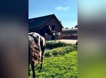 Hannoveraner, Wallach, 5 Jahre, 172 cm, Rappe